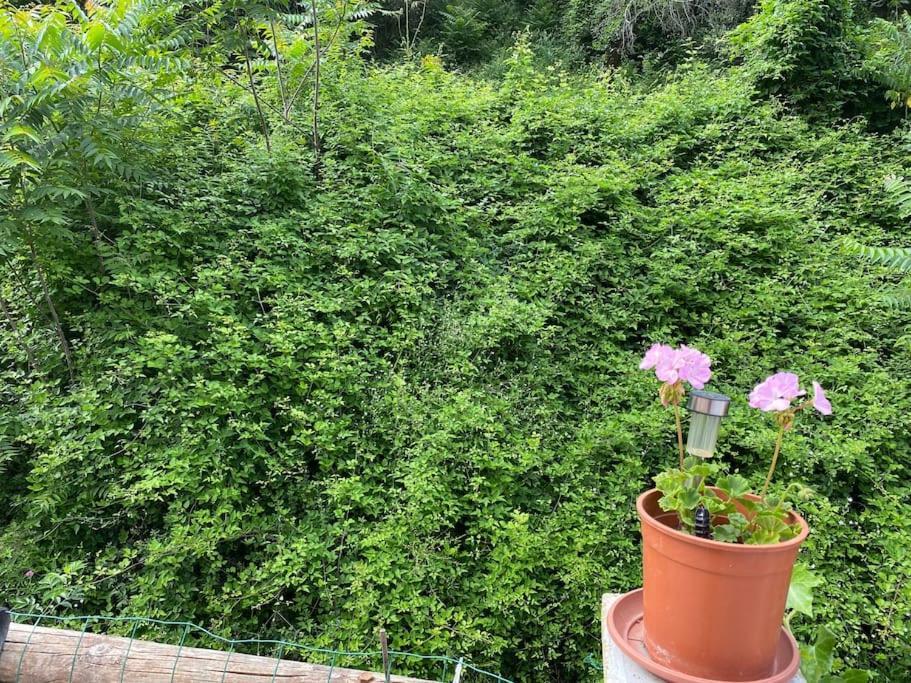 Villa Serenice - F2 Au Calme, Climatise, Wifi Et Parking Gratuit Exterior photo